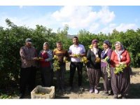 En ucuz meyve: Mandalina bahçede 8 TL’ye kadar düştü