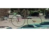 Sayıları 10’u bulan sokak köpekleri çocuğa korku dolu anlar yaşattı