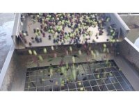 Zeytinin zahmetli yağ yolculuğu başladı