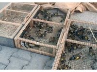 Yasadışı avcılığa 655 bin TL ceza: 80 saka kuşu ele geçirildi