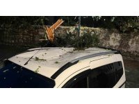 Fırtınanın devirdiği ağaç park halindeki aracın üzerine düştü